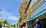 Cây xanh trên phố chết bất thường ở Quảng Ngãi