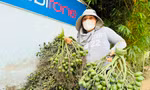 Giá cau tươi tăng mạnh, vì sao nông dân 'đứng ngồi không yên'?