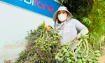 Giá cau tươi tăng mạnh, vì sao nông dân 'đứng ngồi không yên'?