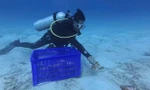 Thả cua 'tiến vua' mang trứng về biển, hồi sinh hệ sinh thái ven bờ