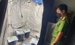 Phát hiện hai người nước ngoài nghi trồng cây cần sa ở Đà Nẵng