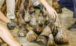  Cận cảnh lô hàng chứa 138kg sừng tê giác từ Nam Phi về cảng Đà Nẵng