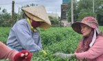 Vắng khách mua, 'thủ phủ' hoa cúc miền Trung đứng ngồi không yên