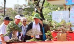 Dàn bonsai độc lạ, giá lên đến 500 triệu đồng ở Quảng Ngãi