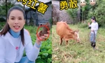 'Tiểu Long Nữ' Lý Nhược Đồng gây sốt với video chăn bò, lùa vịt