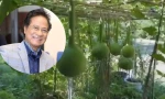Danh ca Chế Linh khoe vườn cây ngập tràn rau củ quả tại Canada