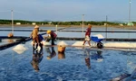 Diêm dân Cần Giờ bất ngờ trúng mùa muối 