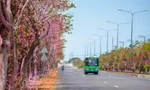 Tuyến đường độc đạo xuyên rừng đẹp như tranh ở TPHCM