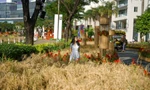 Mùng 3 Tết, người dân đội nắng "check-in" đường hoa có ruộng lúa, rẫy bắp thật ở Sài Gòn