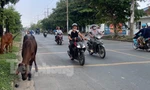 Trâu bò thả rông giữa đường gây bất an cho người dân