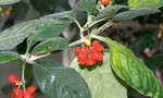 Cây psychotria insularum (matalafi) thuộc họ Thiến thảo. (Ảnh: Wikipedia)