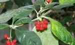 Cây psychotria insularum (matalafi) thuộc họ Thiến thảo. (Ảnh: Wikipedia)