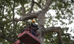 Đề xuất dùng flycam kiểm tra 'sức khỏe' cây xanh ở TPHCM sau sự cố 2 người chết 
