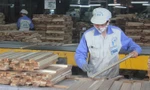Ngành gỗ Việt Nam lo ngại, các DN Trung Quốc sẽ chuyển qua đầu tư ở Việt Nam dưới dạng FDI, để lấy nguồn gốc ở Việt Nam xuất đi Mỹ​. Ảnh: Bình Phương.