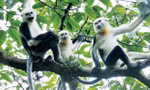 Voọc mũi hếch - một trong những loài linh trưởng đang trong tình trạng nguy cấp nhất trên thế giới. Ảnh: Khắc Quyết