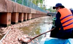 Cá chết nổi dày đặc trên kênh Nhiêu Lộc - Thị Nghè.