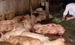Hàng chục con heo bệnh nằm la liệt trong chuồng chờ giết mổ