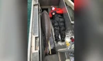 Con cá tầm 100 tuổi trên sông Detroit. Ảnh: CNN