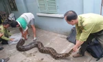 Con trăn đất lớn nhất mà kiểm lâm TP.HCM tiếp nhận được thả về Láng Sen