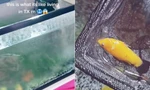Video bể cá đóng băng vì giá lạnh kỉ lục ở Texas hút 35 triệu lượt view 
