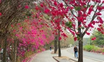 Con đường hoa giấy đẹp như phim ở TPHCM gây sốt mạng