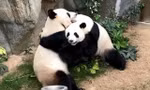 Gấu cái Ying Ying và gấu đực Le Le. Ảnh: Shanghaiist