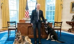 Ông Biden và 2 chú chó cưng trong phòng Bầu dục. Ảnh: Nhà Trắng