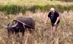 Khách Tây sang Việt Nam du lịch, thích thú nhổ cỏ, nấu cám lợn, dắt trâu đi cày