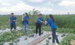 'Áo xanh' đi từng ngõ tuyên truyền ứng phó siêu bão YAGI, giúp thu hoạch nông sản