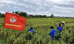 Sinh viên lội ruộng cứu lúa, khắc phục hậu quả bão số 3