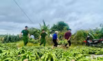 385 ha chuối bị đổ sau bão số 3, tuổi trẻ Thái Bình kêu gọi hỗ trợ nông dân tiêu thụ chuối xanh 