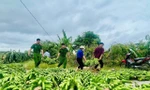 385 ha chuối bị đổ sau bão số 3, tuổi trẻ Thái Bình kêu gọi hỗ trợ nông dân tiêu thụ chuối xanh 