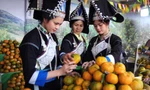 Tuần lễ quýt ngọt biên giới Mường Khương tại Hà Nội