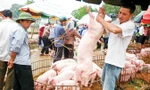 Người nuôi chớ thấy giá cao ồ ạt vào đàn tránh tình trạng “dội chợ”.