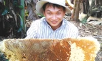 Chua chát nghề săn mật ong
