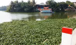 Bèo tây dày kín mặt nước sông Hương đoạn qua Đập Đá (TP. Huế)