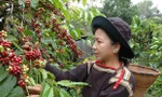 Cà phê cán mốc lịch sử khi đạt mức giá cao nhất trong vòng 5 năm lại đây. Ảnh. P.A.