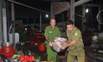 Cơ quan chức năng phát hiện thịt heo bệnh đã ngả màu và bốc mùi trong cơ sở giết mổ lậu của ông Nguyễn Văn Tra (Bến Tre).