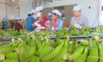 Chuối của Công ty Huy Long An xuất đi Nhật.