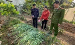 Thu giữ 143kg cây cần sa trong vườn rau nhà dân ở Hải Phòng