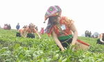 Tưng bừng Hội thi hái chè trên cao nguyên Mộc Châu