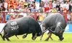 Không để cá cược diễn ra trong lễ hội chọi trâu Đồ Sơn 