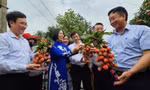 Xuất khẩu lô vải thiều Thanh Hà đầu tiên đi Nhật, Úc