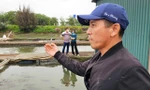 Cá chết trắng lồng, nông dân Hải Dương nguy cơ vỡ nợ hàng chục tỷ đồng