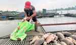 Nông dân Hải Dương vớt cá chết hàng loạt. Ảnh: Thành Đạt