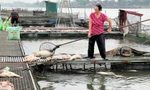 Người dân Hải Dương vớt cá nuôi lồng chết hàng loạt. Ảnh: Thành Đạt 
