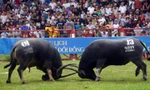 Hàng vạn khán giả xem chọi trâu Đồ Sơn sau 2 năm tạm hoãn vì COVID-19