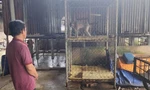 Bàn giao khỉ đuôi lợn quý hiếm cho kiểm lâm TPHCM