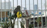Đã bắt được con khỉ 'đại náo' khu dân cư ở TPHCM 