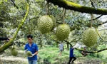 Nếu vi phạm nhiều lần, sầu riêng sẽ bị Trung Quốc 'tuýt còi'